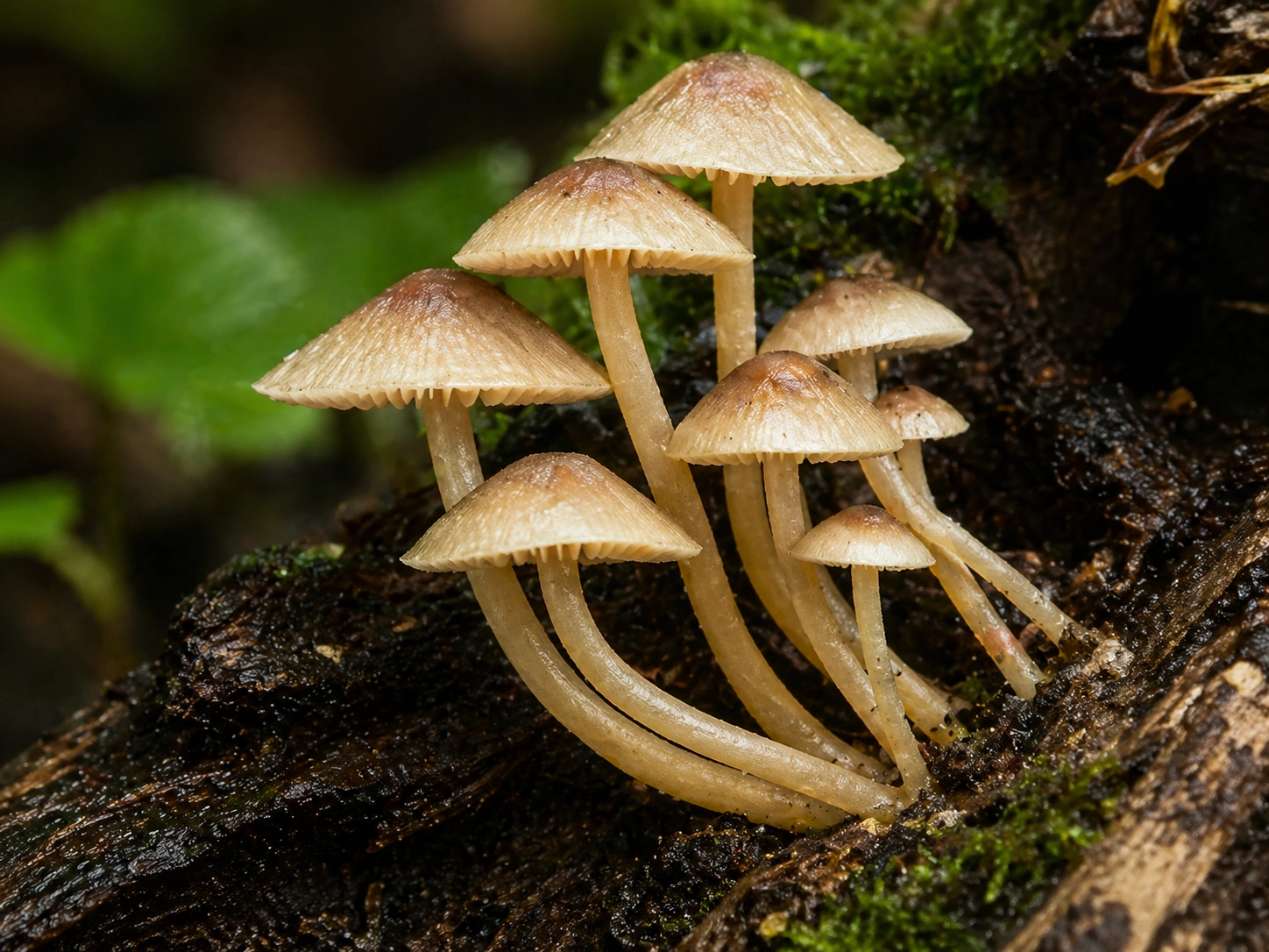 fungi