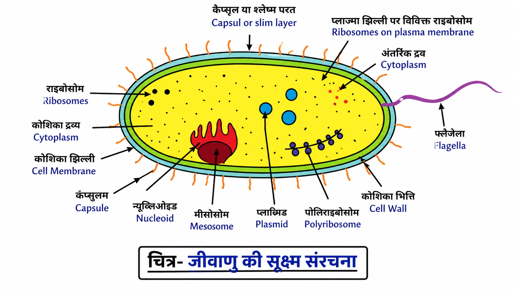 structure_of_bacteria